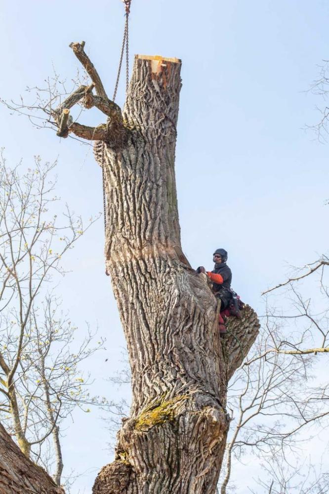 Abattage d'arbre à Chanas