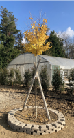 Ginkgo_automne