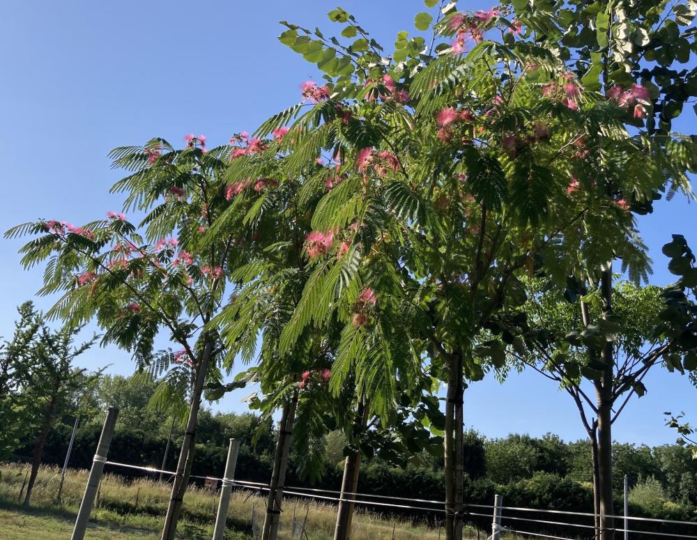 Albizia julibrissin 'Ombrella'