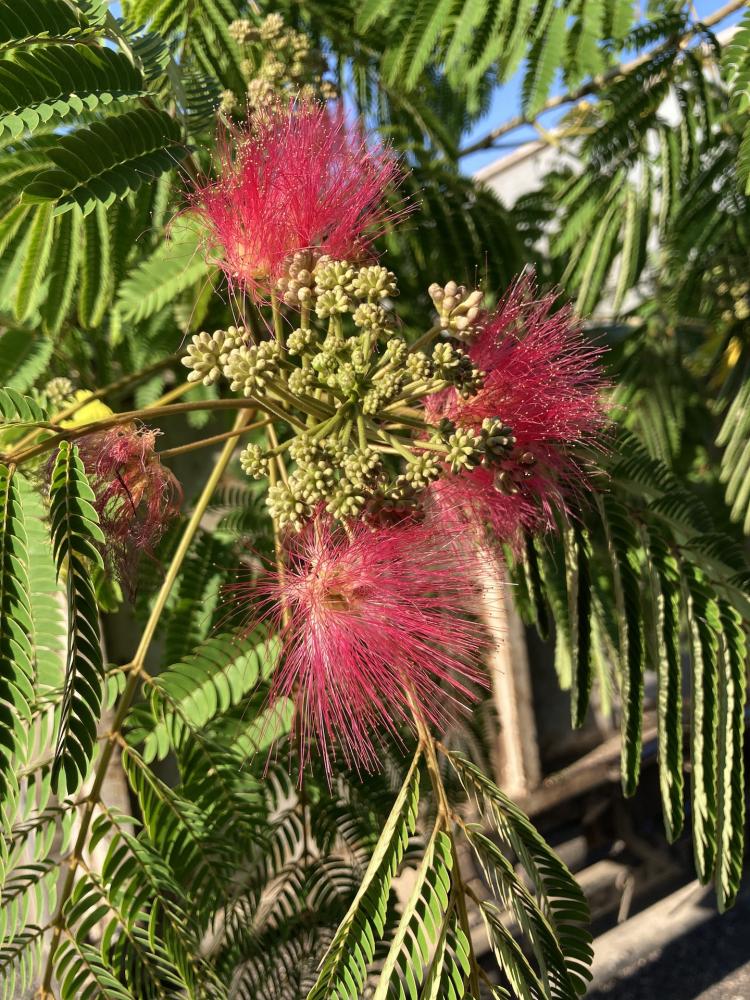 Albizia_1