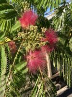 Albizia_1