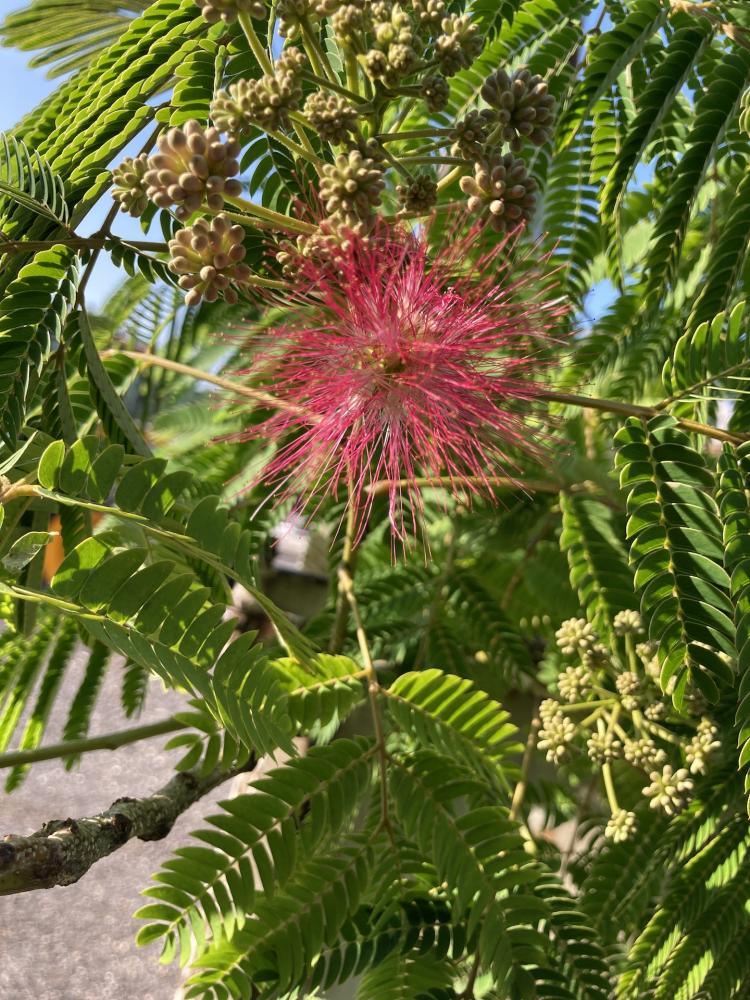 Albizia_2