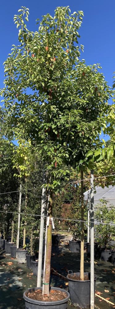 Cinnamomum camphora