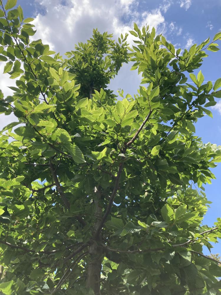 Carpinus_2