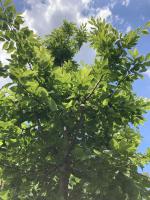 Carpinus_2