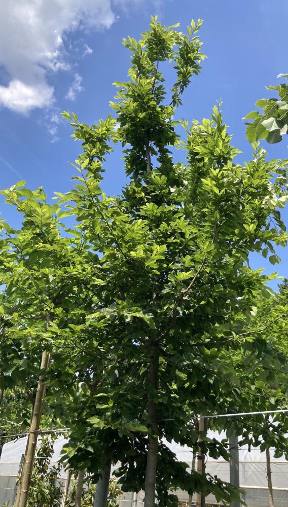 Carpinus betulus
