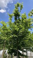 Carpinus