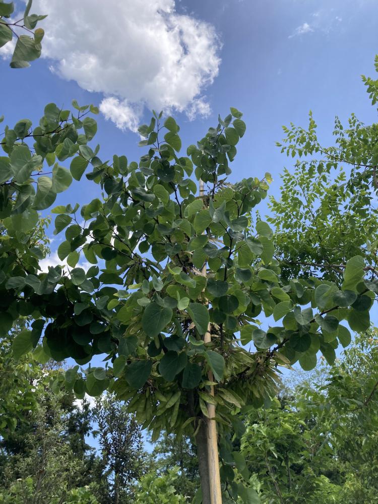 Cercis siliquastrum