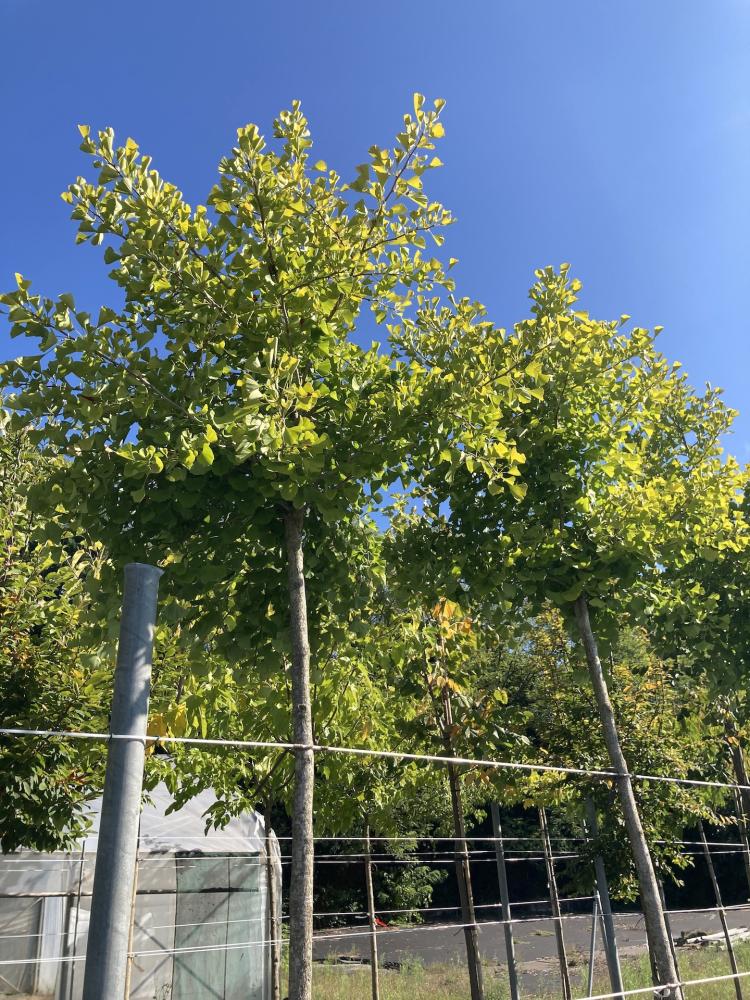 Ginkgo_1