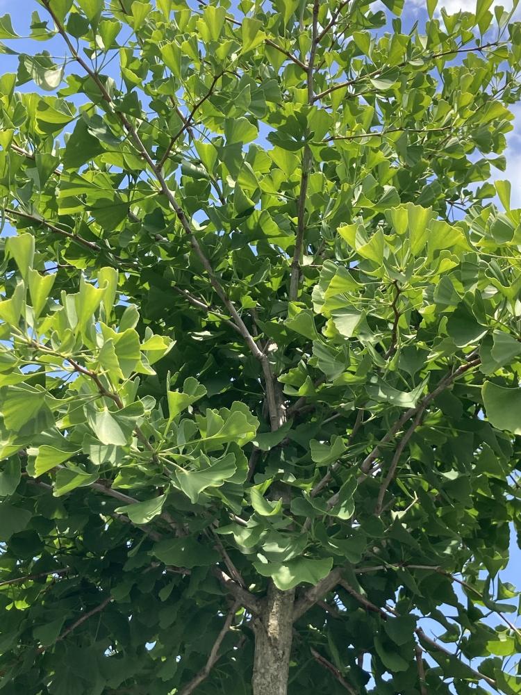 Ginkgo_2