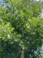 Ginkgo_2