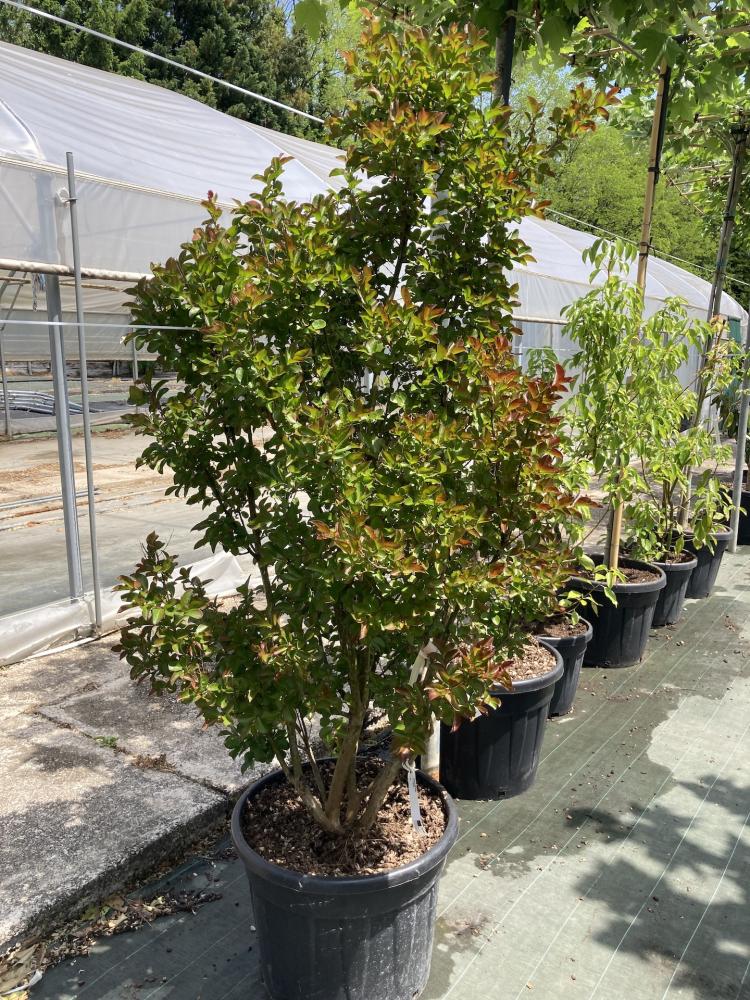 Lagerstroemia