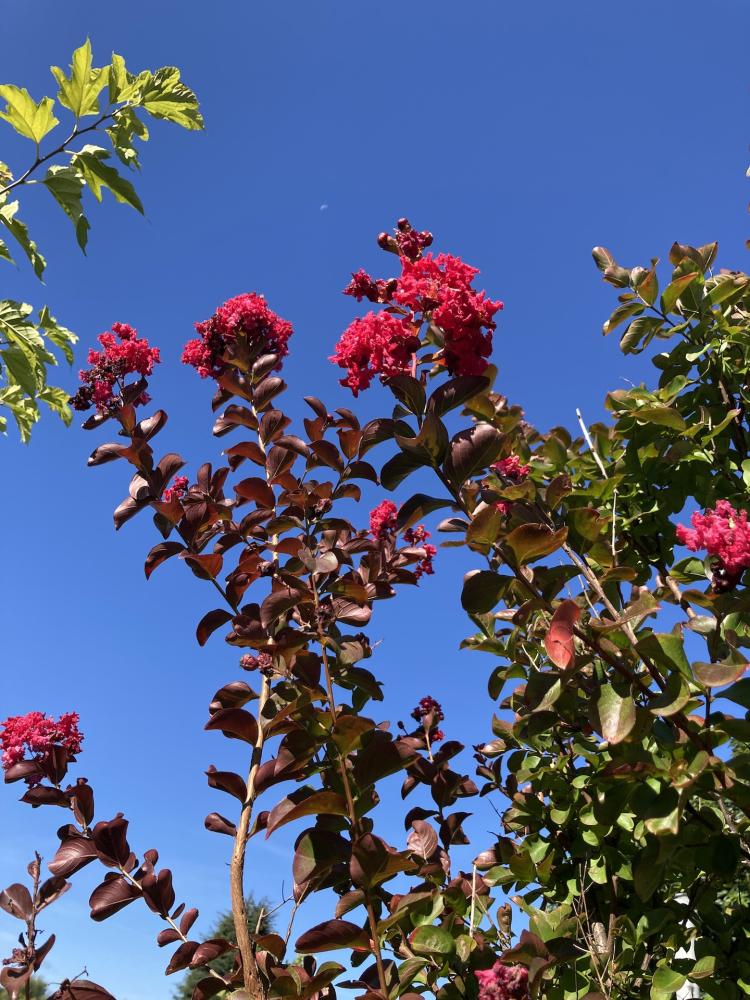 Lagestroemia_dynamite_fleurs