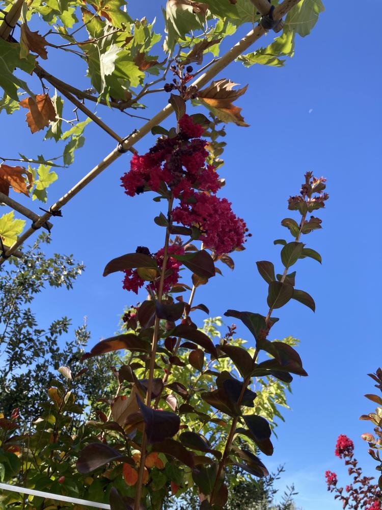 Lagestroemia_rose_fleurs