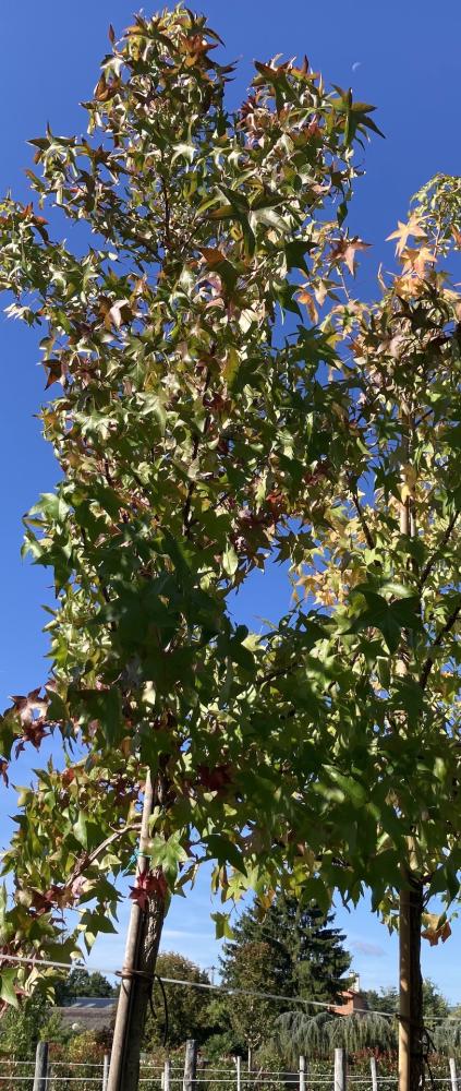 Liquidambar_2
