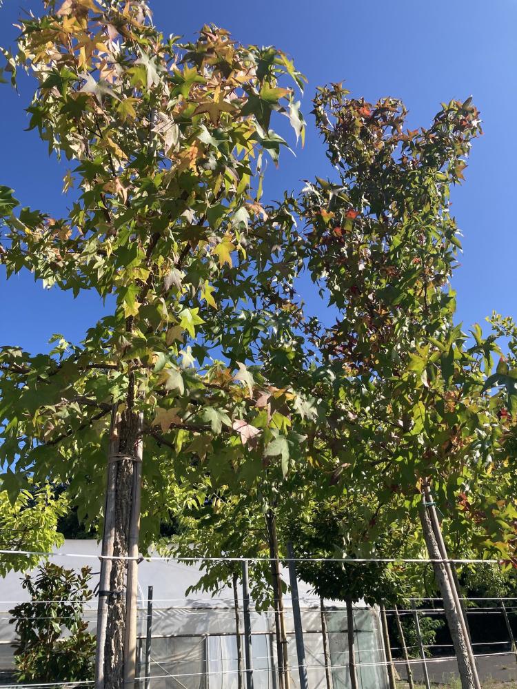 Liquidambar styraciflia
