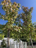 Liquidambar_3