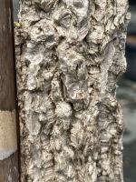 Liquidambar_tronc
