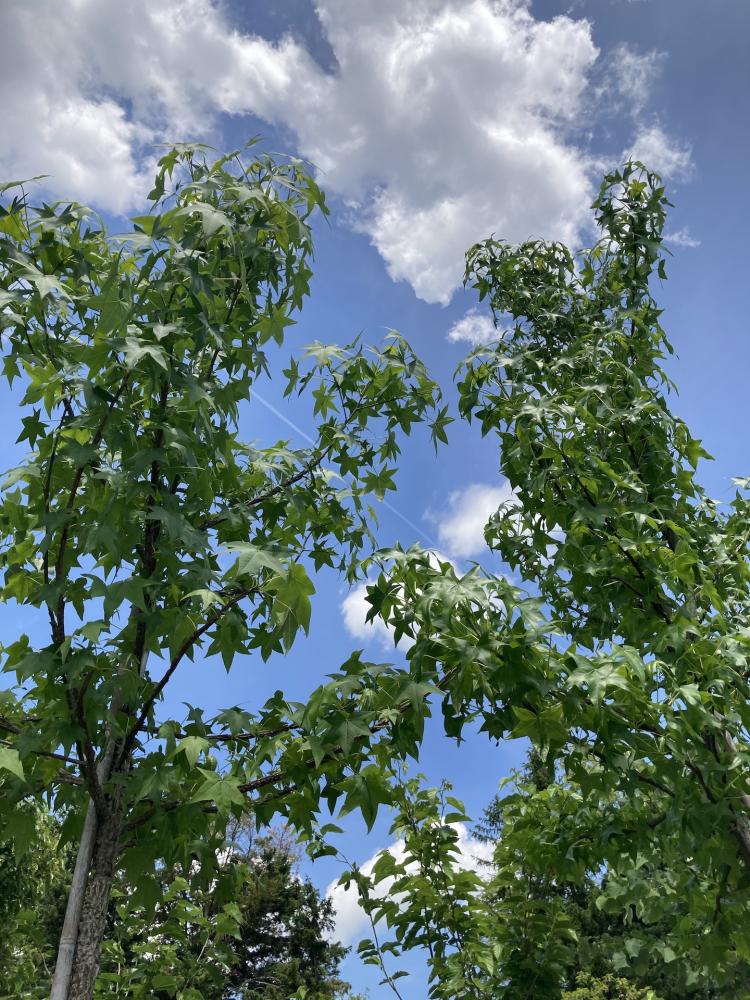 Liquidambar
