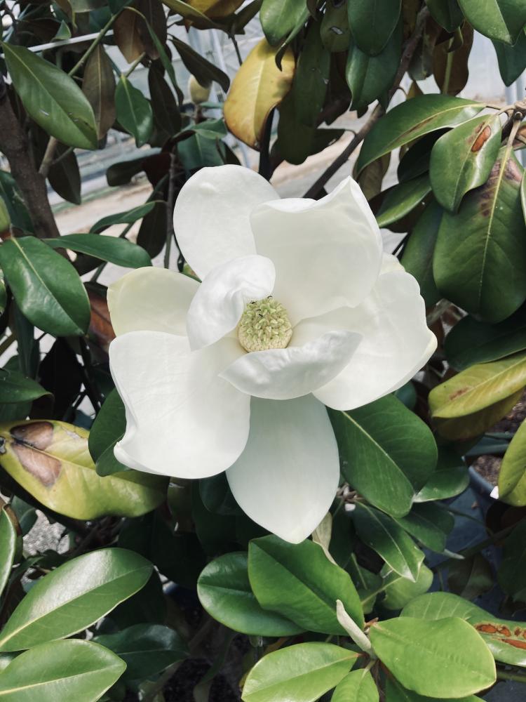 Magnolia grandiflora