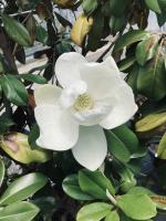 Magnolia_2