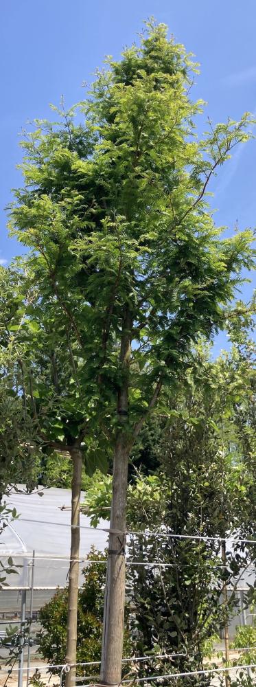 Metasequoia glyptostroboides