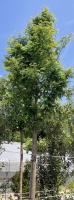Metasequoia_1