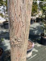 Metasequoia_tronc