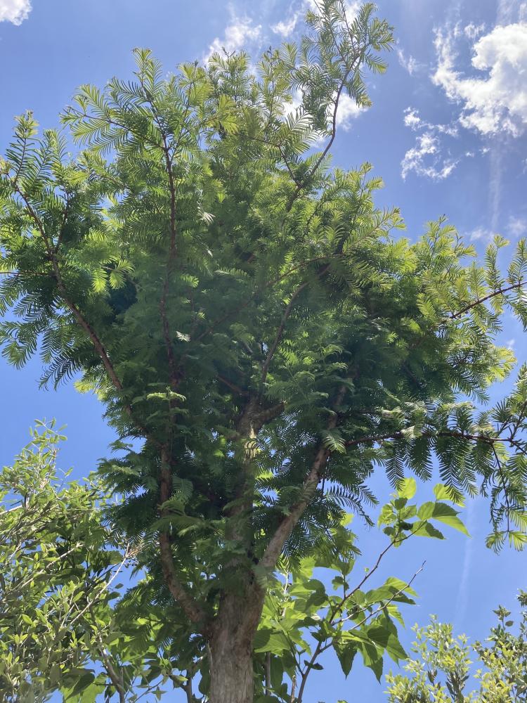 Metesequoia_2