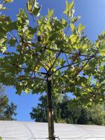 Platanus_2