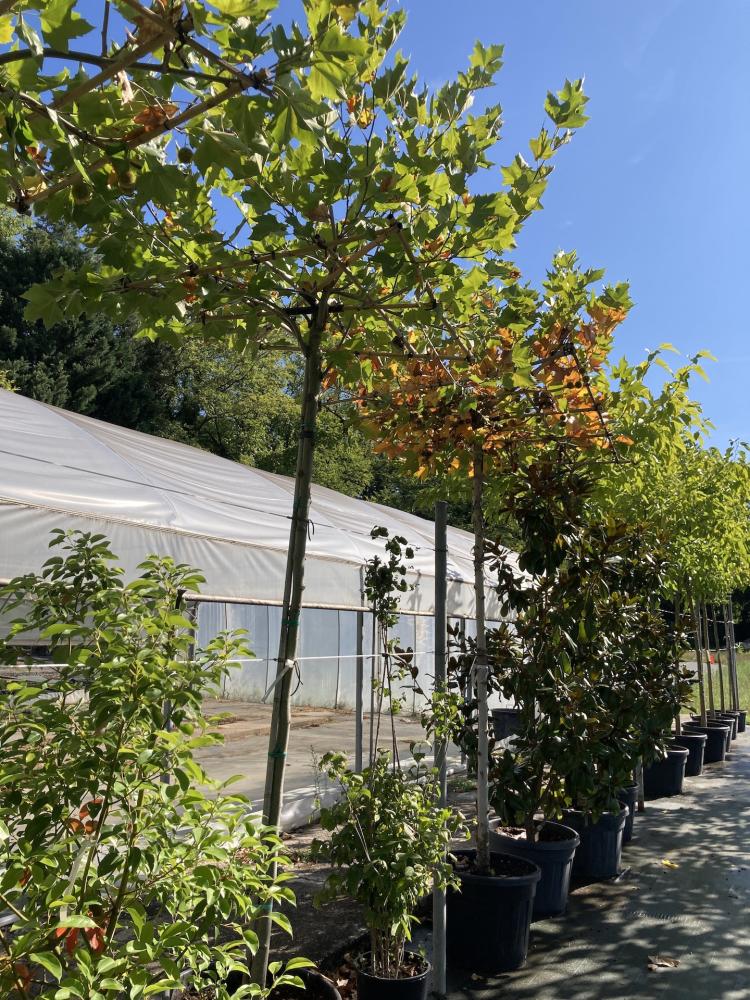 Platanus_3