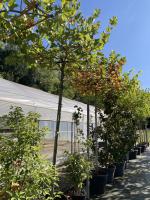 Platanus_3