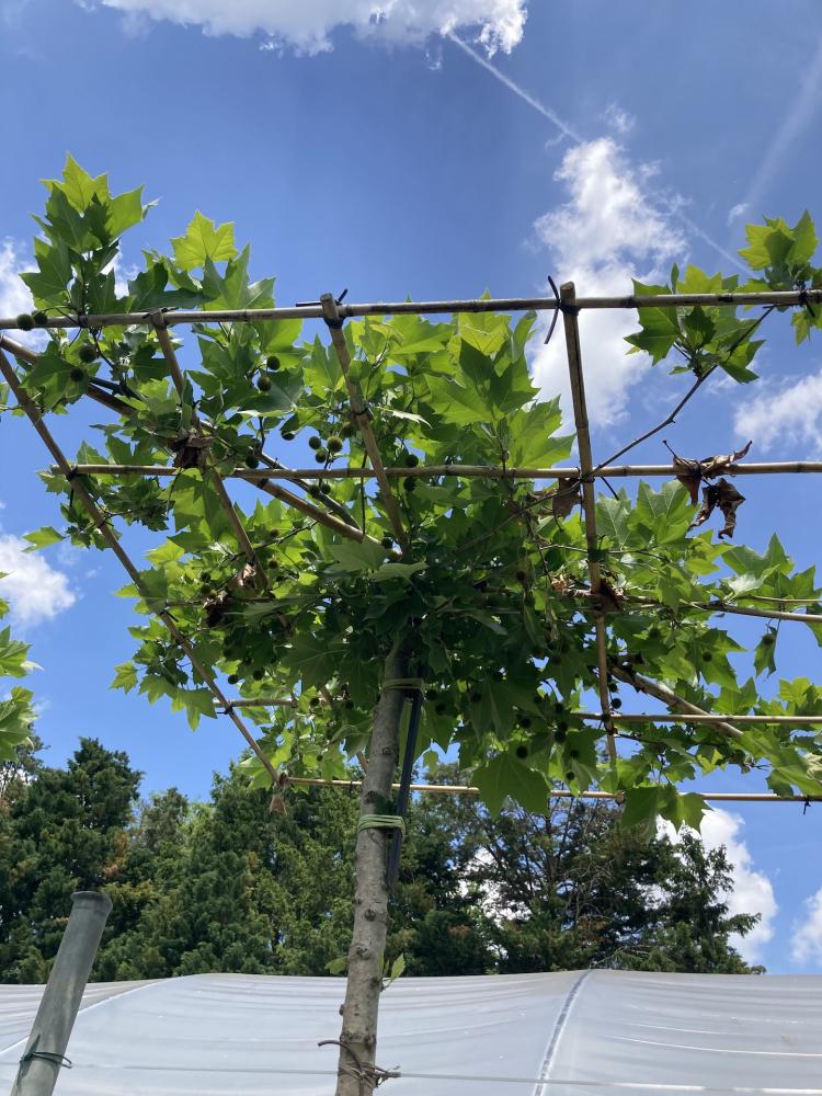Platanus orientalis