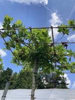 Platanus
