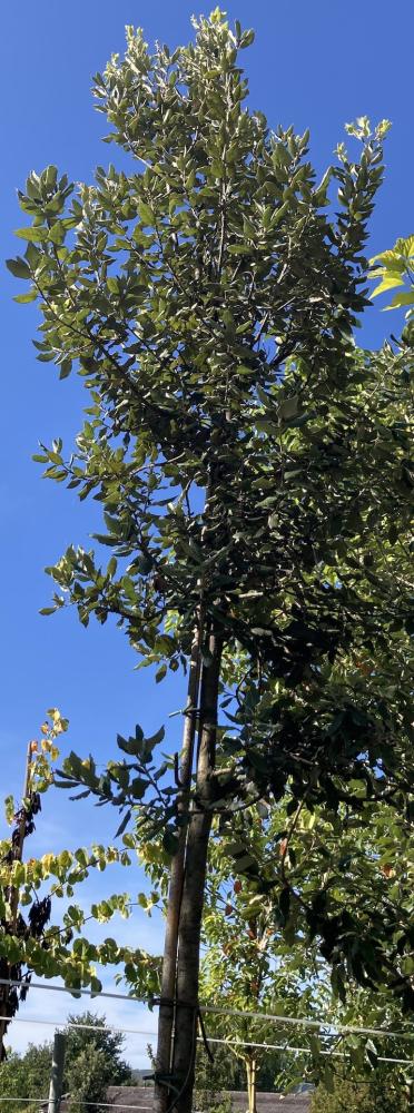 Quercus ilex