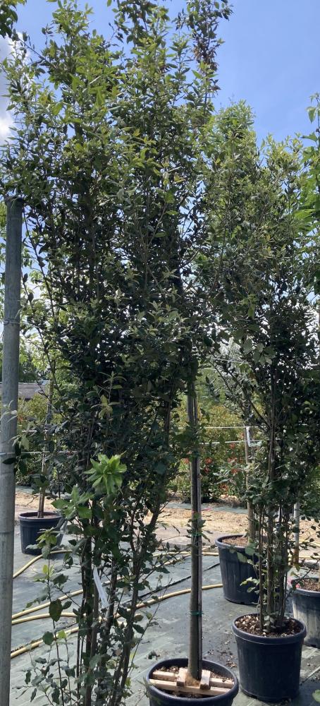 Quercus_ilex_touffe