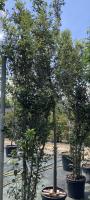 Quercus_ilex_touffe