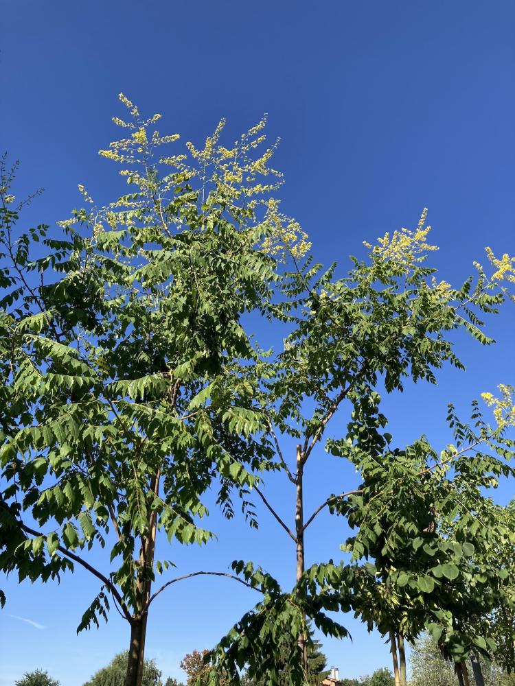 Koelreuteria paniculata