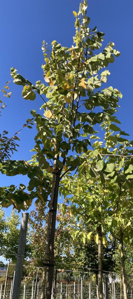 Tilia hybrida 'Argentea'