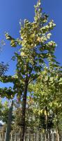 Tilia_Argenté_2