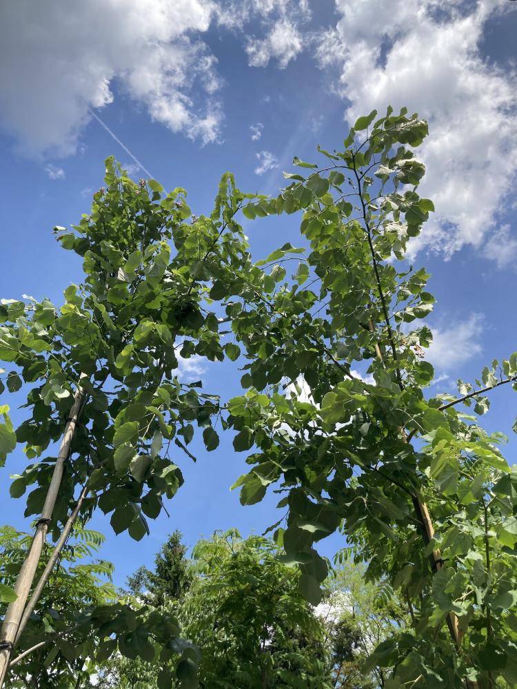 Tilia_Argenté