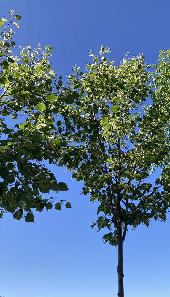 Tilia cordata greenspire