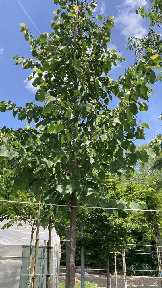 Tilia_Cordata
