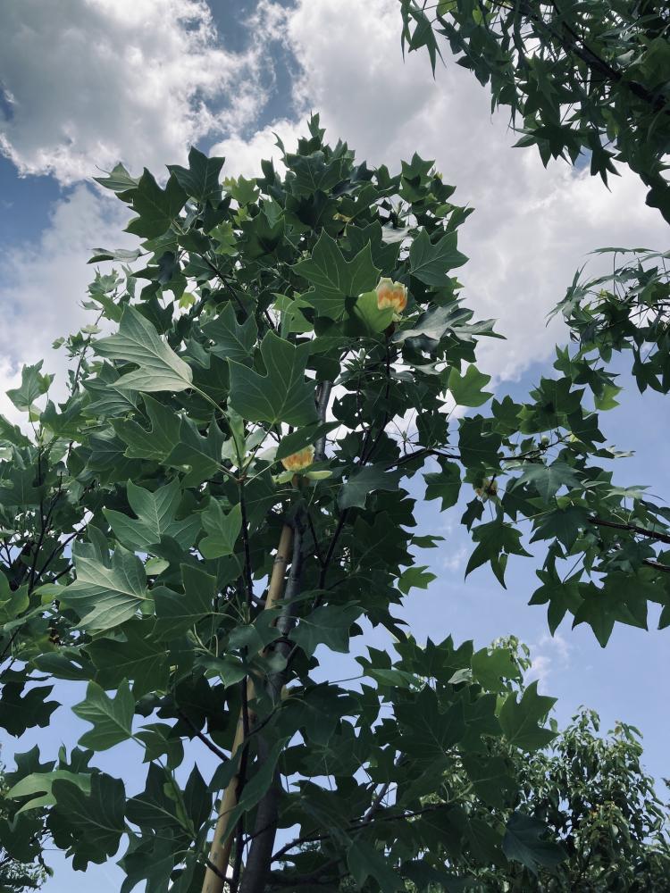 Liriodendron tulipifera