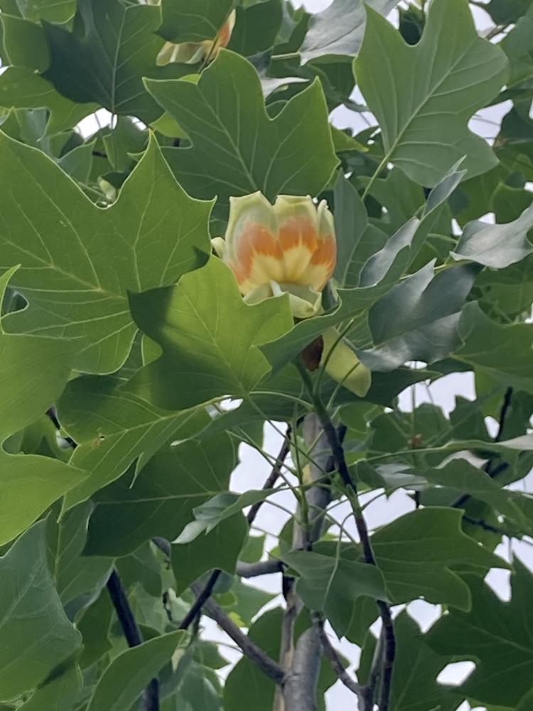 Tulipier_2