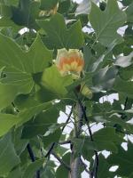 Tulipier_2