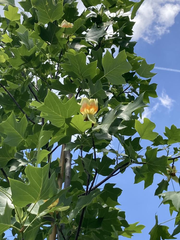 Tulipier_4