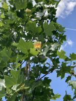 Tulipier_4